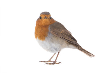 European robin (Erithacus rubecula)