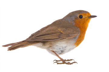 European robin (Erithacus rubecula)
