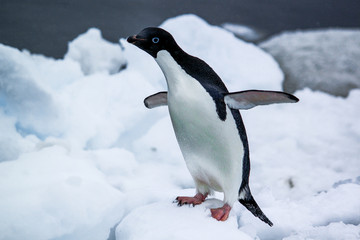 Adelie penguin Antarctica