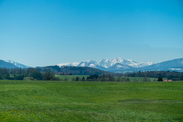 Fototapeta premium Snowy Alps mountains behind a green meadow