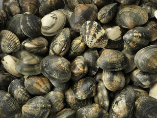 fresh clams