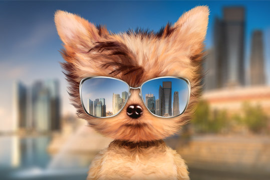Dog in sunglasses stand in front travel background