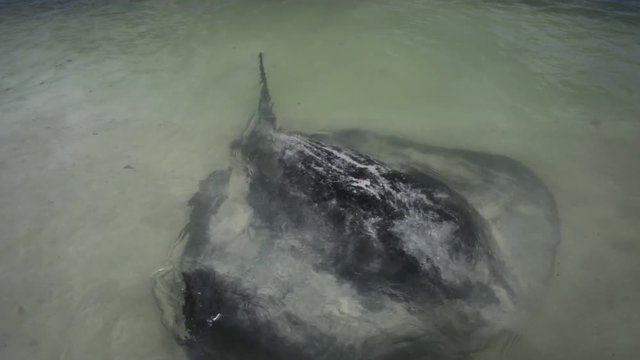 Big Australian Eagle Ray close to shore in Hamelin Bay, Margaret River Region, Western Australia. Eagle sting rays is a popular attraction in this place.