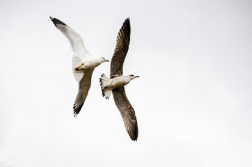 Two seagulls flying on white background