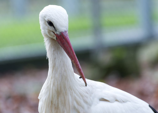 photo of a close-up of a stork