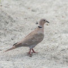 Eurasian Collared Dove, bird walking on the sand
