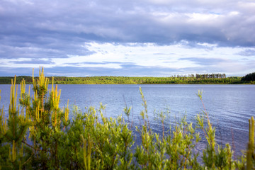 sunset on the forest lake. young pines in the foreground. a small island in the last rays. saturated blue sky reflected in the water surface.