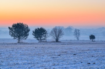 Winter morning landscape. Trees on a rural meadow in a misty morning scenery.