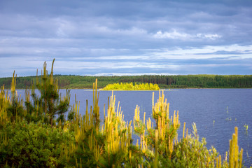 sunset on the forest lake. young pines in the foreground. a small island in the last rays. saturated blue sky reflected in the water surface.