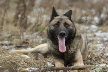 Single adult brown german shepherd lies in dry grass with a stick and tongue out with snow falling in winter