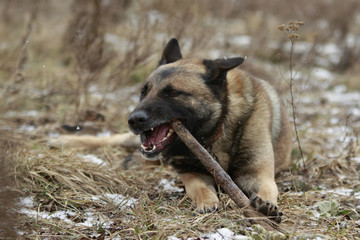 Single adult brown german shepherd lies in dry grass with a stick and tongue out with snow falling in winter