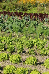 Fototapeta na wymiar Organic Vegetable Garden, Biologischer Gemüsegarten
