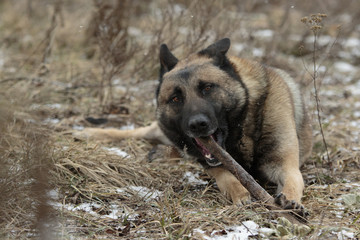 Single adult brown german shepherd lies in dry grass with a stick and tongue out with snow falling...