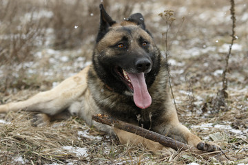Single adult brown german shepherd lies in dry grass with a stick and tongue out with snow falling in winter