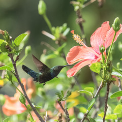 Antillean Crested Hummingbird, beautiful bird eating nectar
