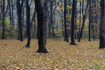 Obraz premium Kosutnjak Park