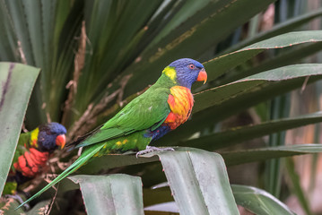 rainbow lorikeet, beautiful parrot perched on a branch
