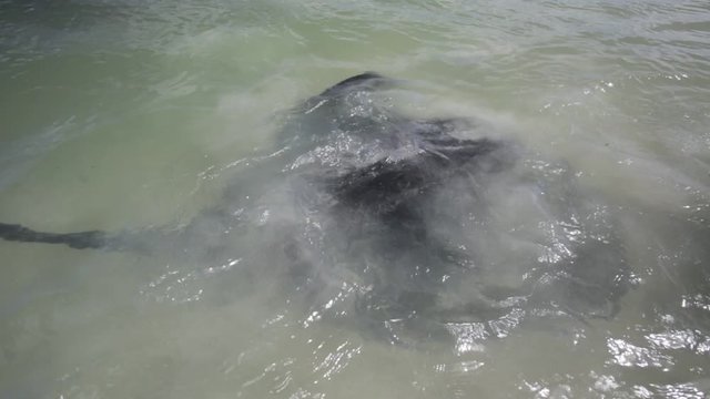 Close-up of Australian Eagle Ray in Hamelin Bay, Margaret River Region, Western Australia. Hamelin Bay is one of the best places in Australia to spot wild sting rays up close.