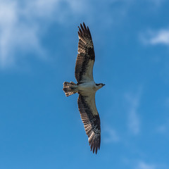 Western osprey flying in blue sky, trying to catch a fish
