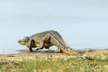 Large crocodile entering the water