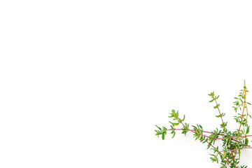 Fresh branches with leaves of organic thyme seen from above isolated on a white background. Horizontal composition. Top view