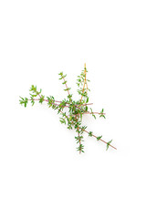 Fresh branches with leaves of organic thyme seen from above isolated on a white background. Vertical composition. Top view