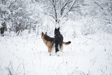 German shepherd and black with white Russian borzoi stand in the snow on the trees winter background