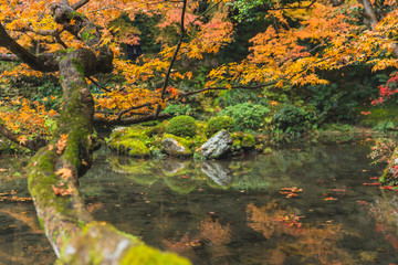Fototapeta na wymiar autumn maple tree with pond lake forest garden in kyoto