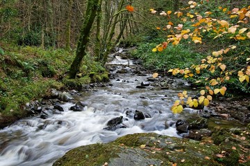 Country Stream
