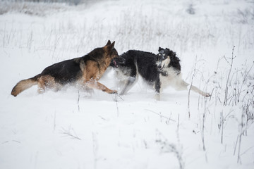 German shepherd and black Russian borzoi run in the snow