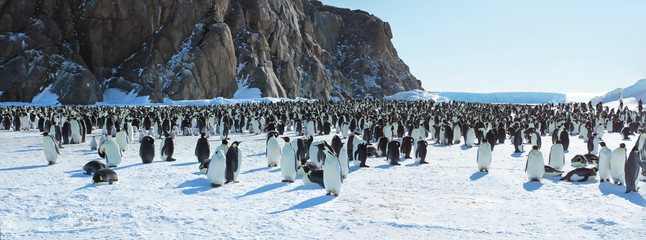 Panorama of Emperor penguin colony( aptenodytes forsteri)on the sea ice of Davis sea,Eastern...