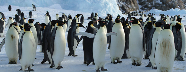 Panorama of Emperor penguin colony( aptenodytes forsteri)on the sea ice of Davis sea,Eastern...