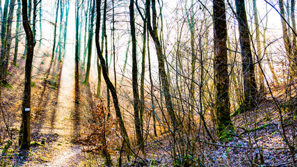 B&auml;ume im Gegenlicht