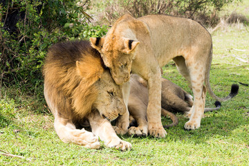 Lions greet each other sweetly