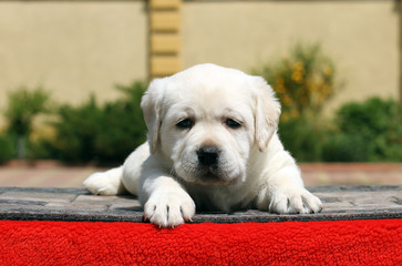 the little labrador puppy on a red background