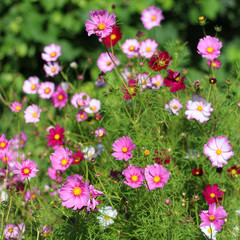 A varied mix of pink flowers