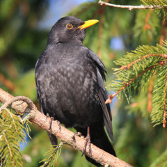 Turdus merulaon a branch of a coniferous tree