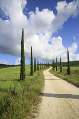 Fototapeta na wymiar Säulen- Zypressen, Jungpflanzen mit Weg, Toskana, Italien, Europa
