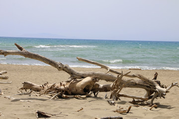 Treibholz am Strand