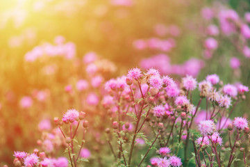 Purple flowers. Onopordum acanthium
