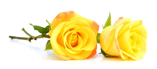 yellow roses isolated on white background - Powered by Adobe