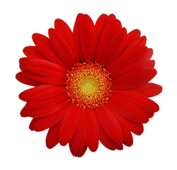 Red daisy on white background