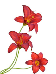 Red daylily flowers isolated on white