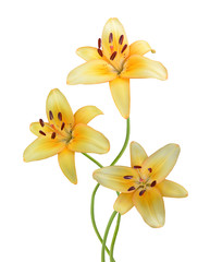 Fototapeta premium Yellow lily on white background