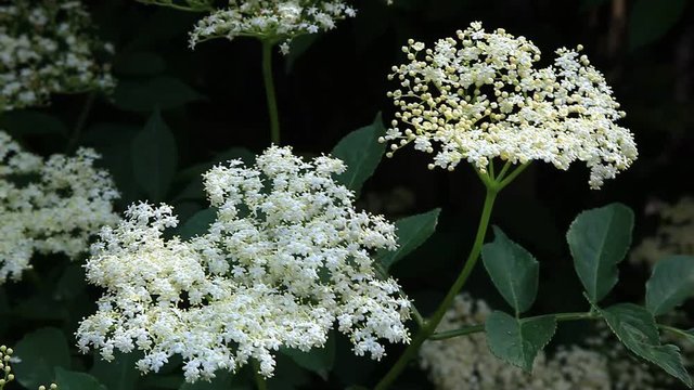 Bl&uuml;te des Holunder, Sambucus nigra, schwarzer Holunder, Heilpflanze
