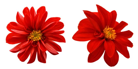 Raamstickers Red dahlia isolated on white background © ImagesMy