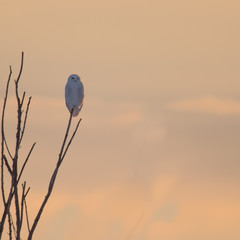 Snowy Owl at Sunset
