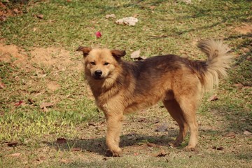 Naklejka premium Brown dog disabled legs