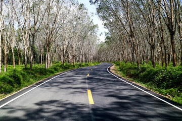 Fototapeta premium The track leaves the road with trees
