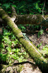 Fototapeta premium Basilisk on a mossy log on the riverside